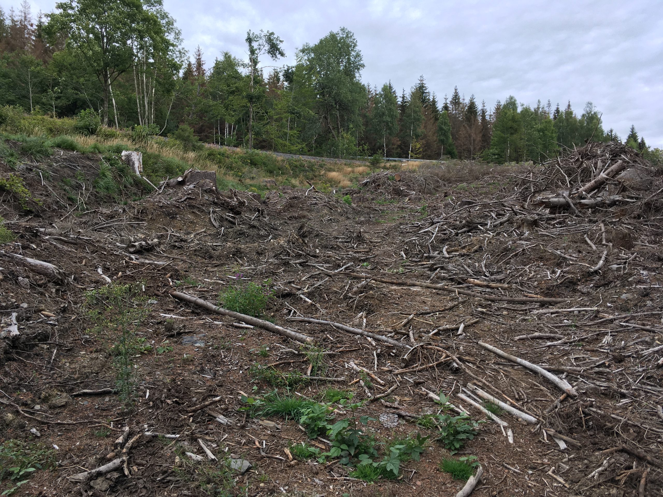 suggested route covered with debris from trees