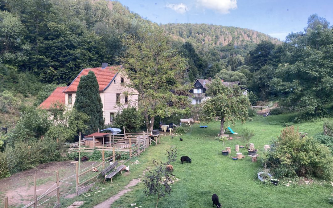 garden at the foot of the mountains in Zorge