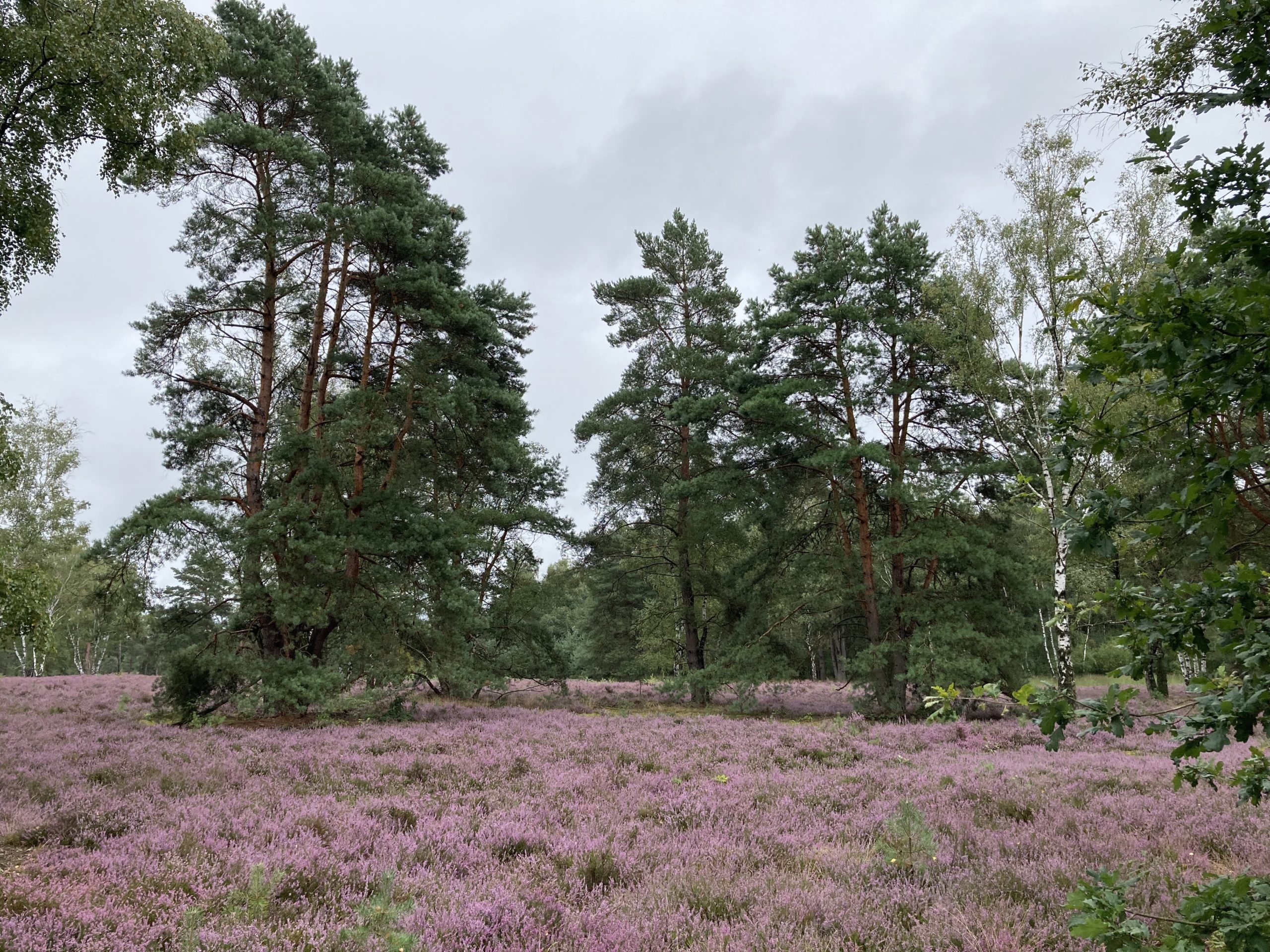 heather outside Hnakensbüttel