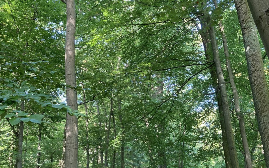 path in the forest