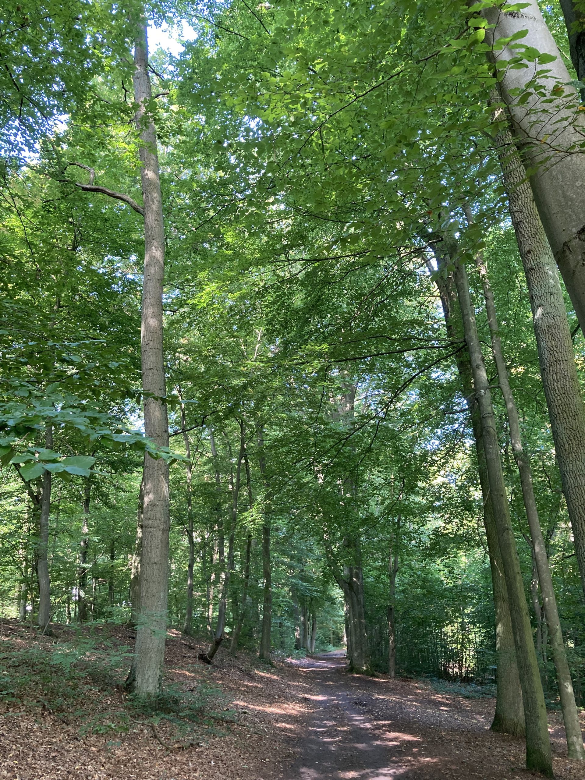 path in the forest